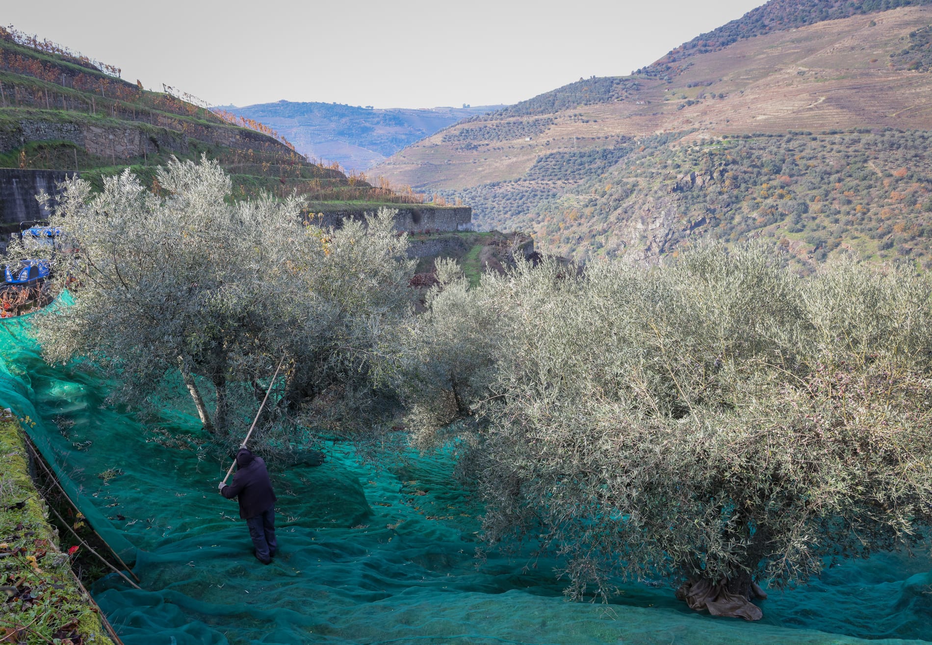 The terraced Quinta do Cascalhal olive grove in the Douro, during the harvest