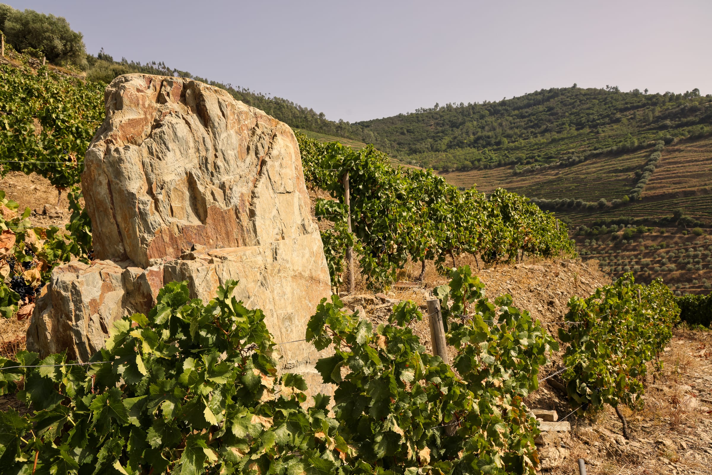 A schist outcrop in the middle of the vineyard, on a Douro slope