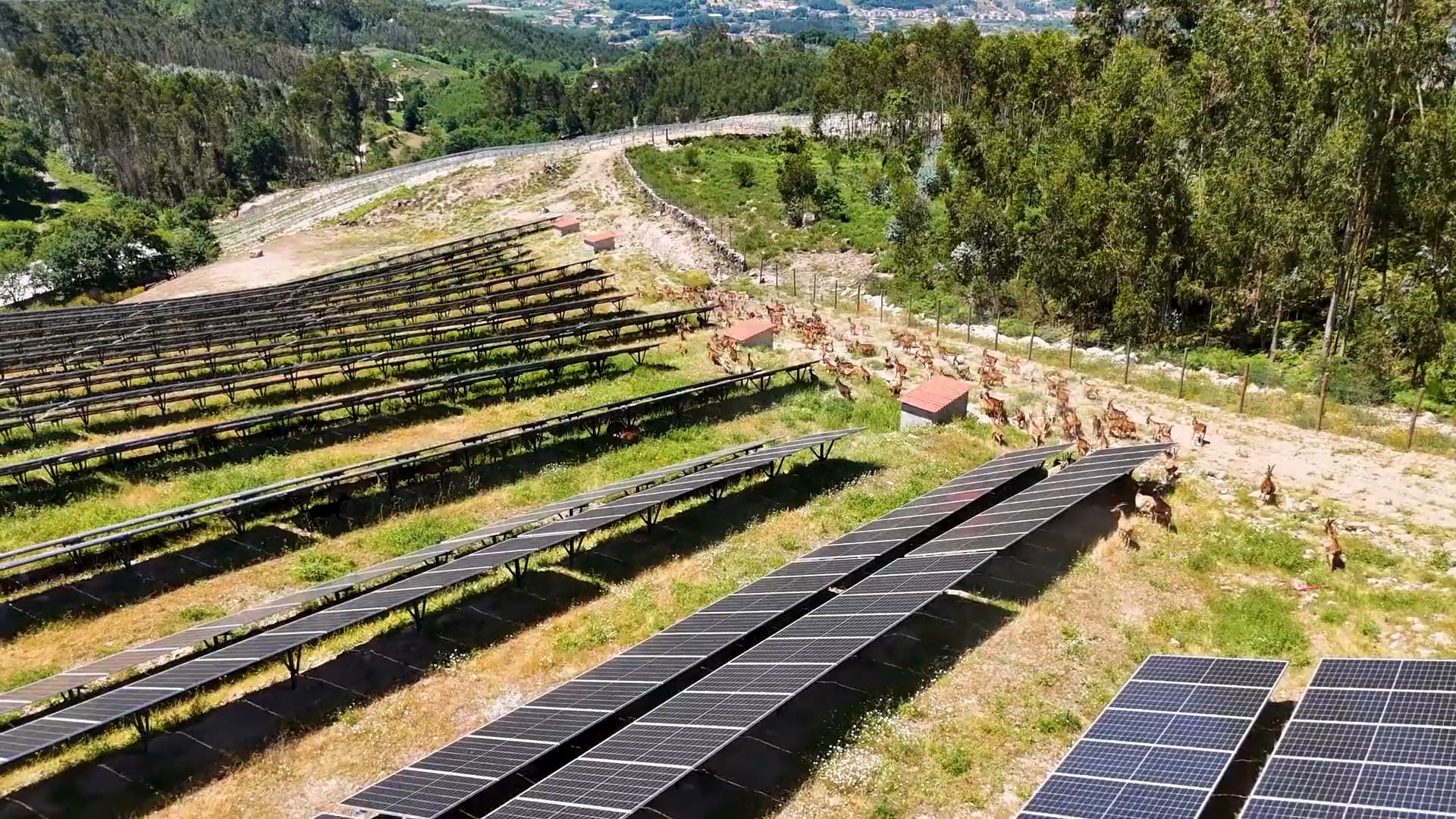 Goats grazing between the panel rows of a solar park in Rendufe