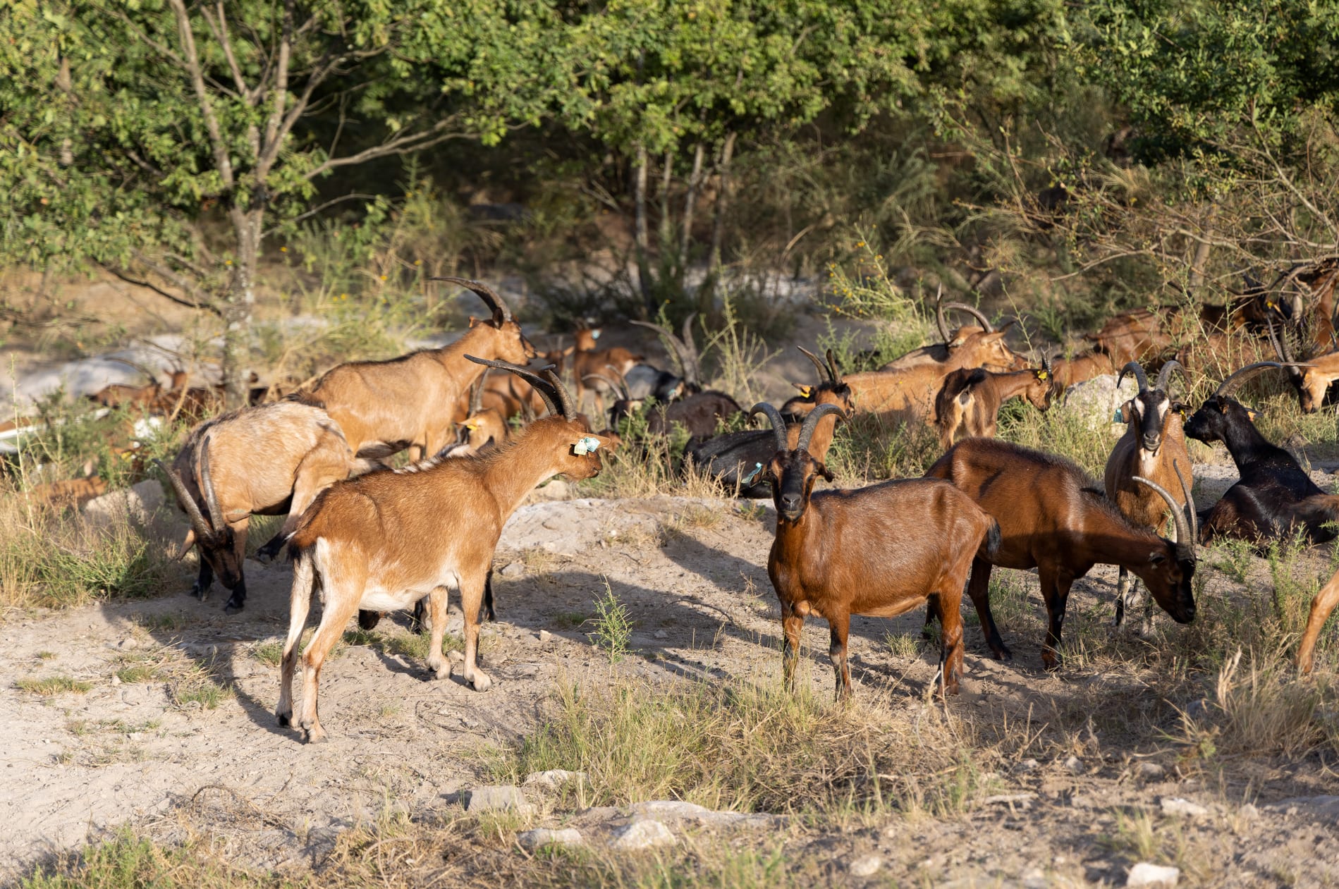 A herd of goats grazing on scrubland beside a solar park