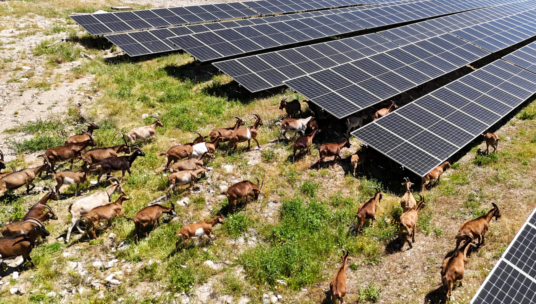 A herd of goats grazing beneath the panel rows of a solar park